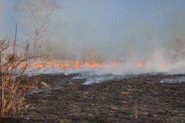 Bialy Dunajec, Polonya - 23.3.2019 Bialy Dunajec, Polonya'da 23.3.2019'da büyük bir ot ve çalı yangını