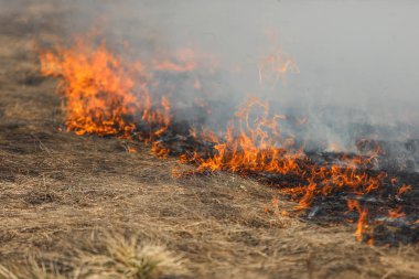 Bialy Dunajec, Polonya - 23.3.2019 Bialy Dunajec, Polonya'da 23.3.2019'da büyük bir ot ve çalı yangını
