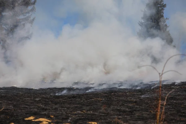 Bialy Dunajec Polonia 2019 Enorme Incendio Erba Cespugli Nel 2019 — Foto Stock