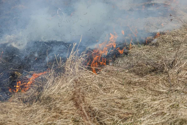 Bialy Dunajec Poland 2019 Ein Riesiges Gras Und Buschfeuer Bialy — Stockfoto