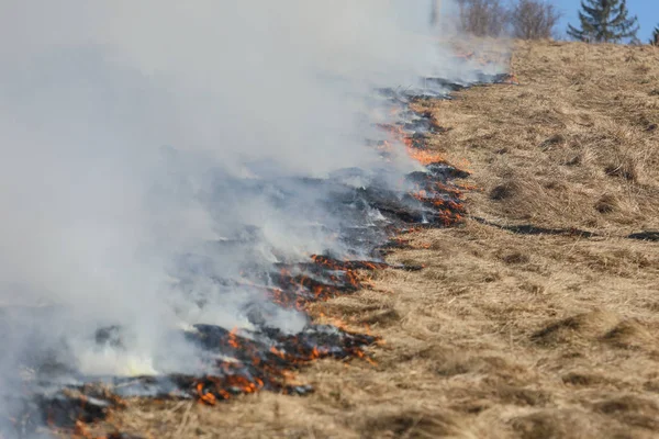 Bialy Dunajec Polônia 2019 Enorme Incêndio Grama Arbustos 2019 Bialy — Fotografia de Stock