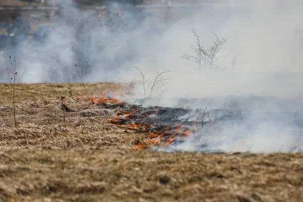 Bialy Dunajec Polonia 2019 Enorme Incendio Erba Cespugli Nel 2019 — Foto Stock