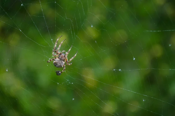 Macro Shot Garden Spider — Stock Photo, Image