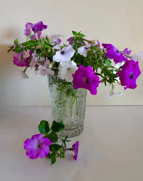 Buquê Petúnias Vaso — Fotografia de Stock