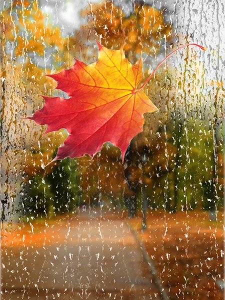 Herfst Regen Met Gevallen Bladeren — Stockfoto