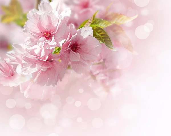 Roze Sakura Bloemen Geïsoleerde Witte Achtergrond — Stockfoto