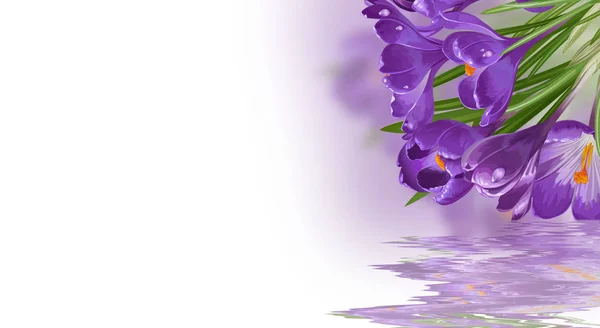 Crocus Flor Com Reflexão — Fotografia de Stock
