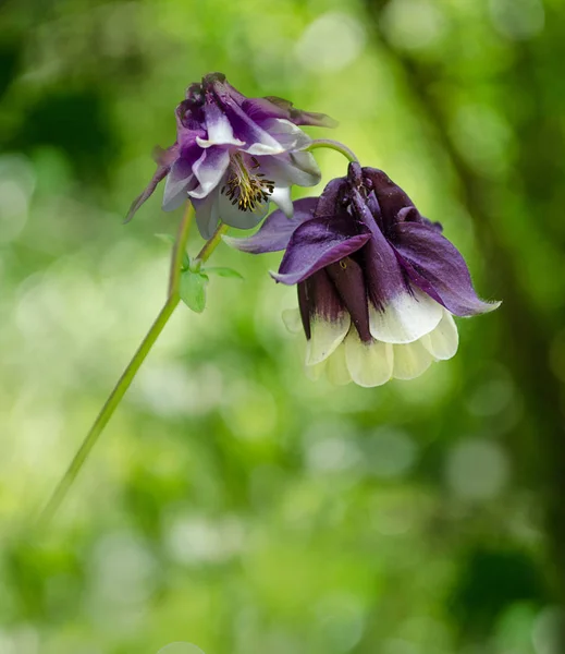 水仙花 花园里的紫色花朵 — 图库照片