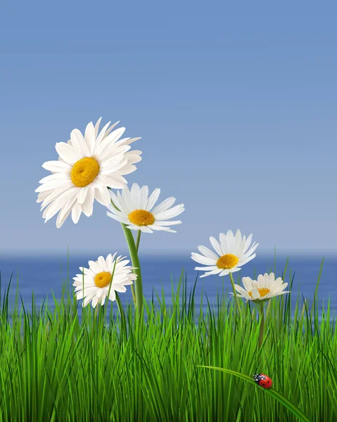 Daisys Background Blue Sky — Stock Photo, Image