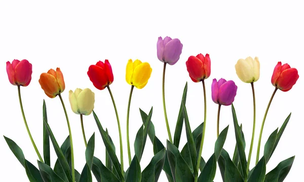 Gyönyörű Friss Tulipánok Egy Sorban Izolált Fehér — Stock Fotó