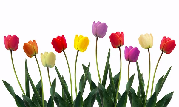 Beautiful Fresh Tulips Row Isolated White — Stock Photo, Image