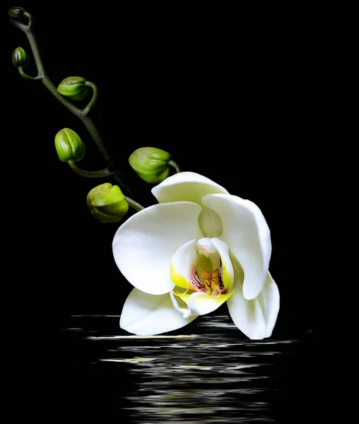 Orquídea Fundo Preto Com Reflexão — Fotografia de Stock