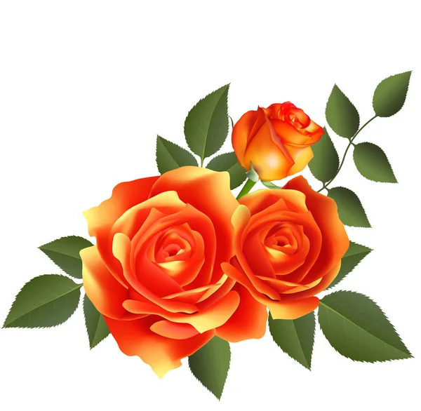 Orange Rose Blume Isoliert Auf Weißem Hintergrund — Stockfoto