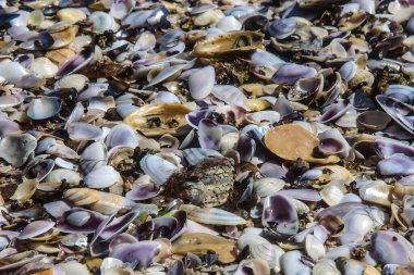 Deniz kıyısında küçük deniz kabukları. 
