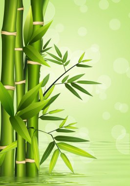 Yansımalı yeşil bambu arkaplan.