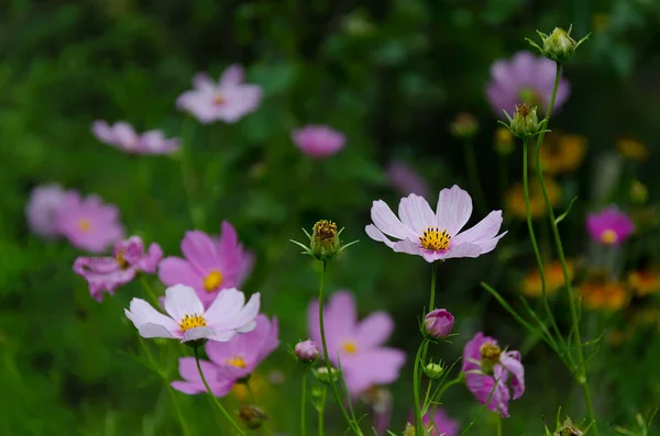 Beautiful Natural Pink Cosmos Garden Close — Stock Photo, Image