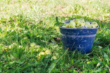 Bir kovada toplanmış olgun elmalar..
