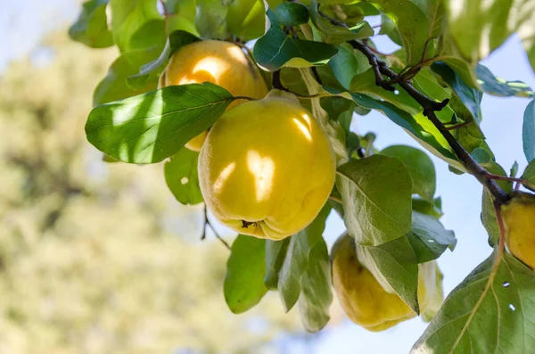 Quinces Fruit Grow Tree Autumn Garden — Stock Photo, Image