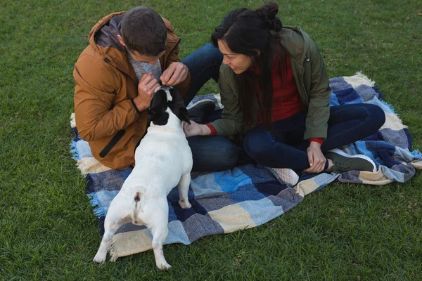 Paar Spelen Met Hun Hond Het Park — Stockfoto