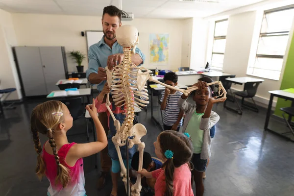 Professor Masculino Explicando Modelo Esqueleto Sala Aula Ensino Fundamental — Fotografia de Stock