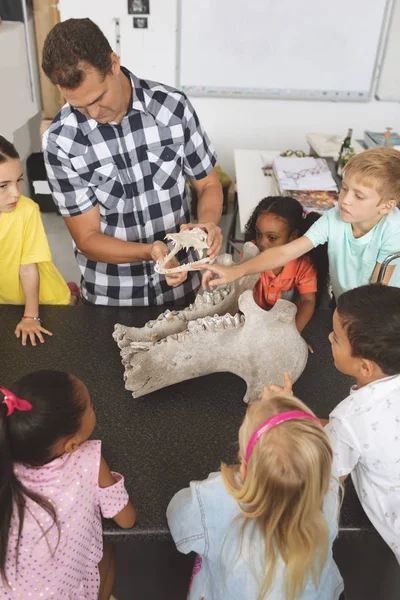 教室で生徒に動物の骸骨を説明して見せる教師の正面図 — ストック写真
