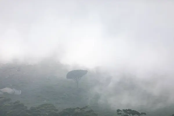煙のような霧に囲まれた木と森林の眺め — ストック写真