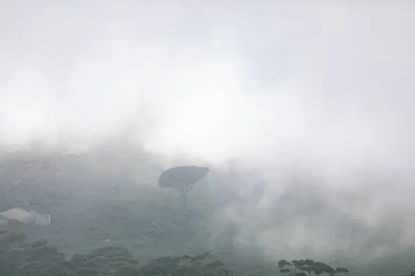 Utsikt Över Skog Med Träd Som Omges Rökig Haze — Stockfoto