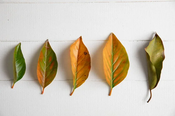 Otoño Plano Con Hojas Espacio Copia — Foto de Stock