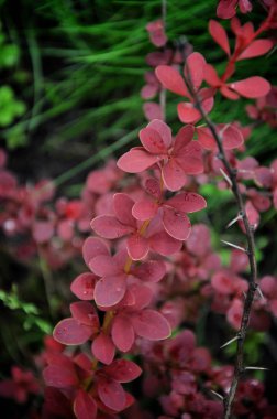 Kırmızı kızamık dalları. Yeşil bahçe