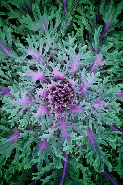 Decorative Cabbage Green Garden — Stock Photo, Image