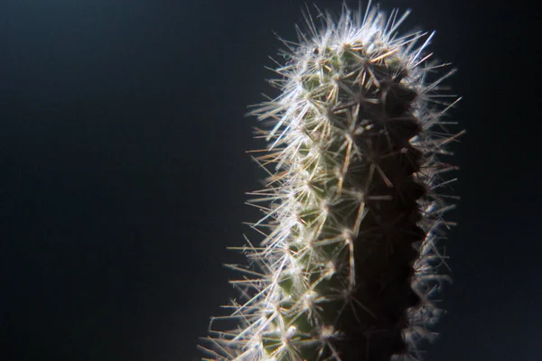 Mini Cactus Junto Ventana —  Fotos de Stock