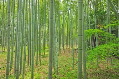Japonya 'nın Kyoto kentindeki Arashiyama' da bambu ormanı.