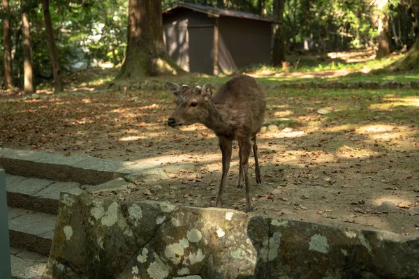 Hirsche Nara Park Bei Untergang Licht Japan Hirsche Sind Symbol — Stockfoto