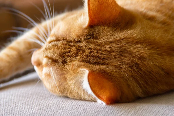 Dormir Jengibre Tomcat Sueño Perfecto —  Fotos de Stock