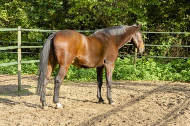 bir yele kahverengi bir taslak atın arkasından aygır portre