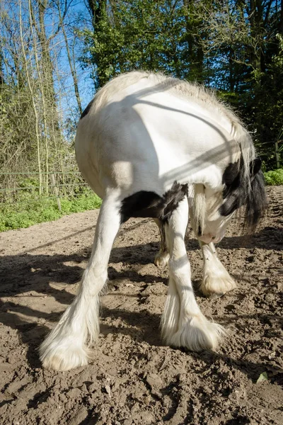 Porträtt av en svart och vit häst med en sväng av huvudet agai — Stockfoto