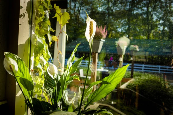 Bright blooming calla flowres on a window in the house against m — Stock Photo, Image