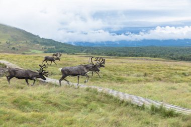 Cairngorm Reindeer Herd serbest çesitli geyik sürüsüdür. 