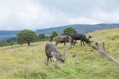 Cairngorm Reindeer Herd serbest çesitli geyik sürüsüdür. 
