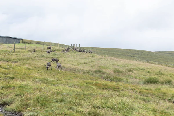 The Cairngorm Reindeer Herd is free-ranging herd of reindeer in — Stock Photo, Image