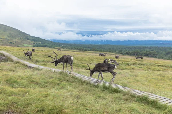 The Cairngorm Reindeer Herd is free-ranging herd of reindeer in — Stock Photo, Image