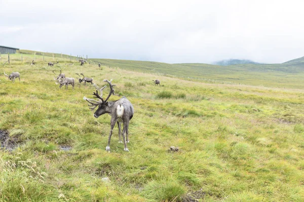La manada de renos Cairngorm es una manada de renos de libre distribución en — Foto de Stock