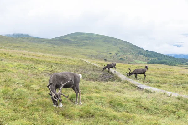 The Cairngorm Reindeer Herd is free-ranging herd of reindeer in — Stock Photo, Image