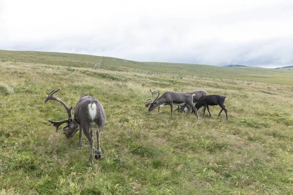 Il Cairngorm Reindeer Herd è una mandria di renne rampicante — Foto Stock