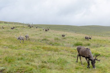 Cairngorm Reindeer Herd serbest çesitli geyik sürüsüdür. 