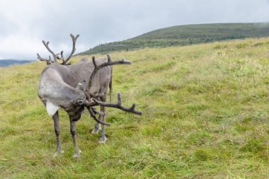 Cairngorm Reindeer Herd serbest çesitli geyik sürüsüdür. 