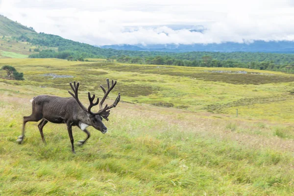 Cairngorm Reindeer Herd serbest çesitli geyik sürüsüdür. 