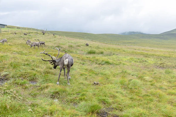 Cairngorm renar besättning är en fri besättning av renar i — Stockfoto