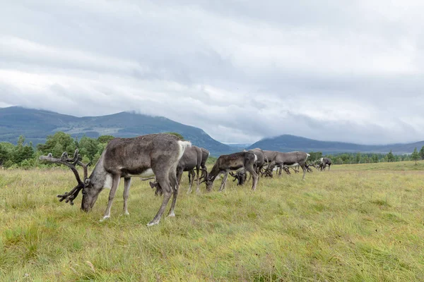 Il Cairngorm Reindeer Herd è una mandria di renne rampicante — Foto Stock