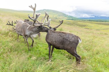 Cairngorm Reindeer Herd serbest çesitli geyik sürüsüdür. 